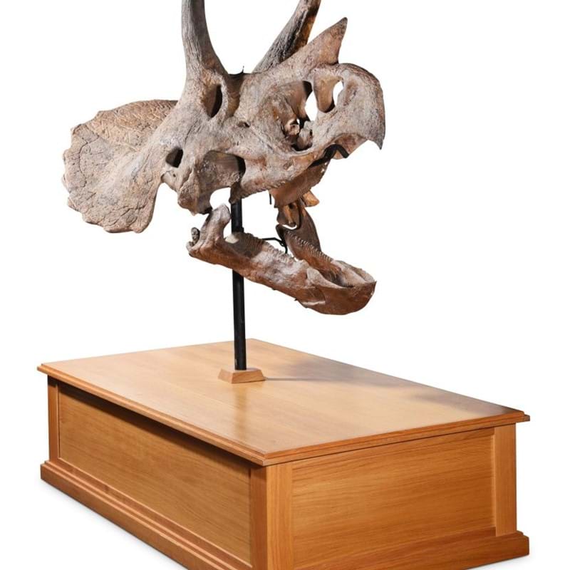 Aynhoe Park | The Skull of a Triceratops offered at auction