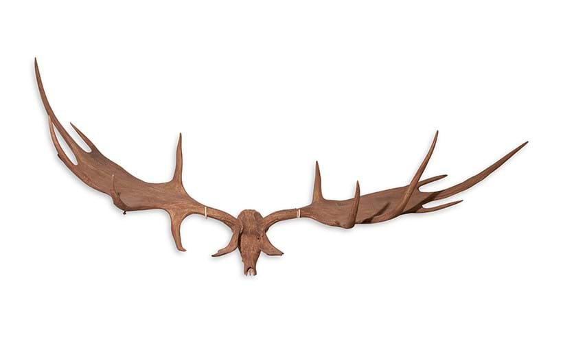 Inline Image - Lot 413: A monumental pair of 'Irish elk' or giant deer antlers (Megaloceros Giganteus) in part Pleistocene period, circa 10,500BC to 8,000BC, and later | Sold for £93,950