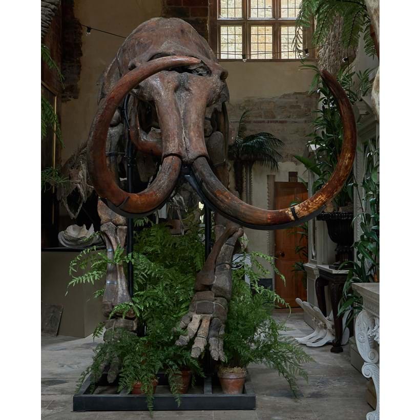 Inline Image - Lot 142: Woolly Mammoth (Mammuth Primigenius), Upper Plestocene, Poland | Est. £200,000-300,000 (+ fees)