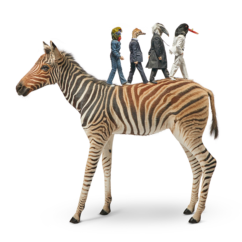 λ Cordelia Plunket AKA. Holy Moly (British B. 1968), 'The Beatles Zebra Crossing', mixed media with taxidermy