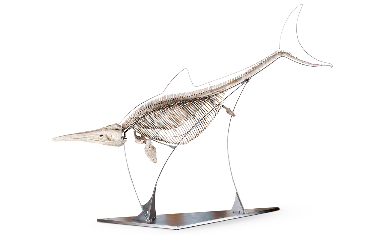 Parnham Park - Lot 57 - Ichthyosaur (Stenopterygius Sp).jpg