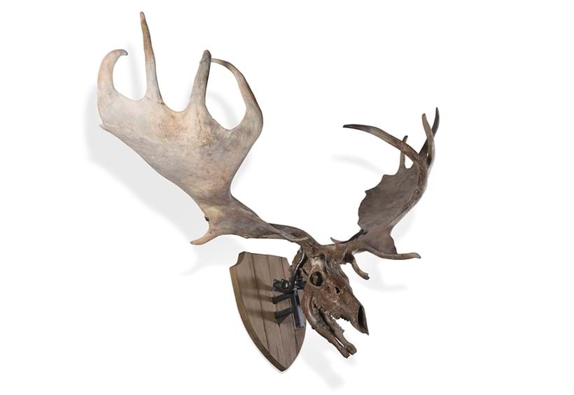 Inline Image - Lot 143: Giant Deer Skull (Megaloceros Giganteus), Middle Pleistocene, Dneiper River, Kamianske, Ukraine | Est. £15,000-25,000 (+ fees)