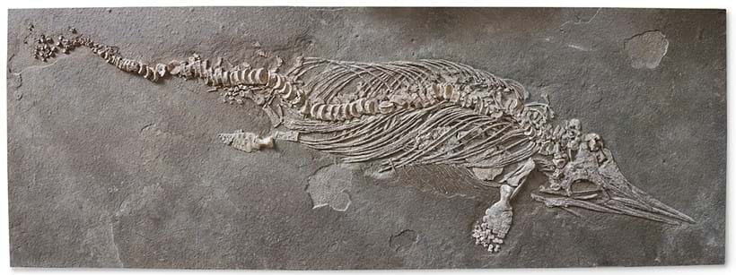 Inline Image - Lot 144: ‡ Ichthyosaur (Stenopterygius Sp), Toarcian, Lower Jurassic, (ca. 195 MA) | Est. £50,000-80,000 (+ fees)
