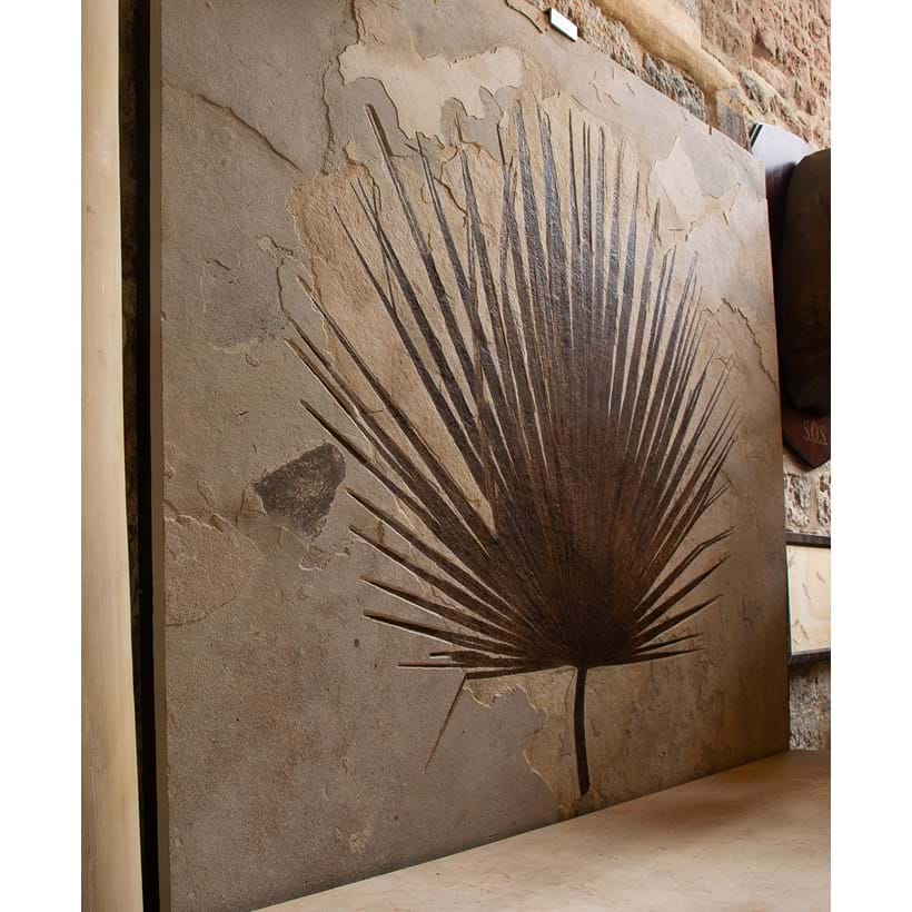 Inline Image - Lot 155: Sabalites Sp., Eocene (53.5-48.5MA), Green River Formation, WY, USA | Est. £15,000-25,000 (+ fees)