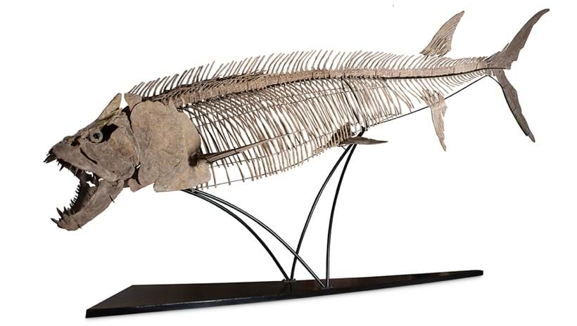 Inline Image - Lot 179: ‡ Xiphactinus Audax (Late Cretaceous), Santonian, Smoky Hill Chalk, Grove County, Kansas | Est. £100,000-150,000 (+ fees)