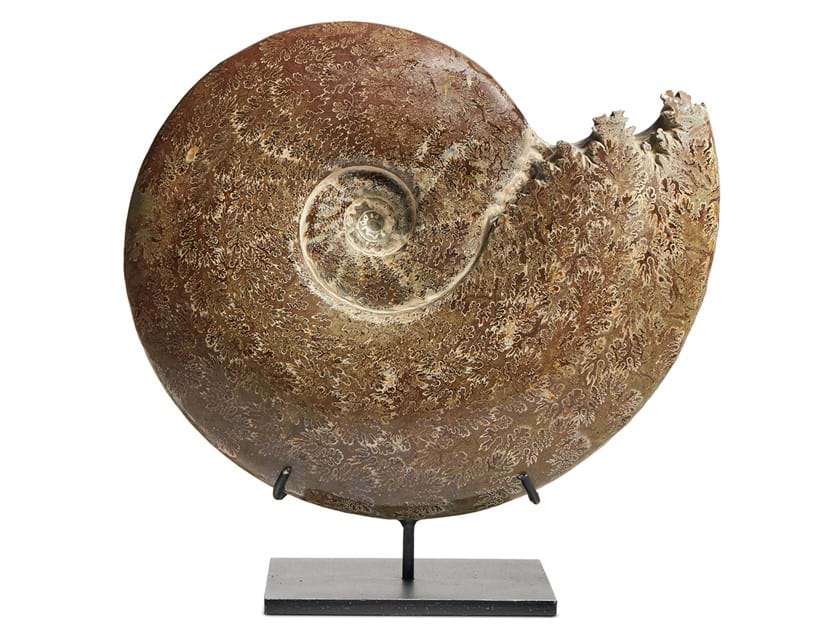 Inline Image - Lot 15: A polished ammonite (cephalopod) | Est. £400-600 (+ fees)
