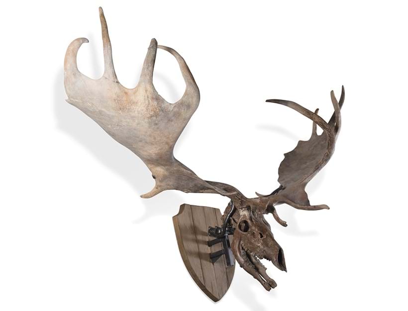 Inline Image - Lot 143: Giant Deer Skull (Megaloceros Giganteus), Middle Pleistocene, Dneiper River, Kamianske, Ukraine | Sold for £50,200