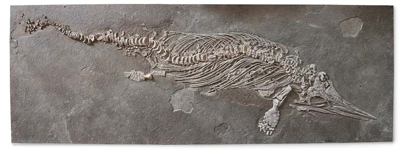 Inline Image - Lot 144: ‡ Ichthyosaur (Stenopterygius Sp), Toarcian, Lower Jurassic, (ca. 195 MA) | Sold for £68,950