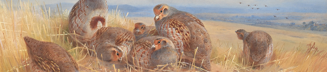 The Beauty of Avian Wildlife: The Art of Archibald Thorburn | Old Master, British and European Art | 11 June 2025