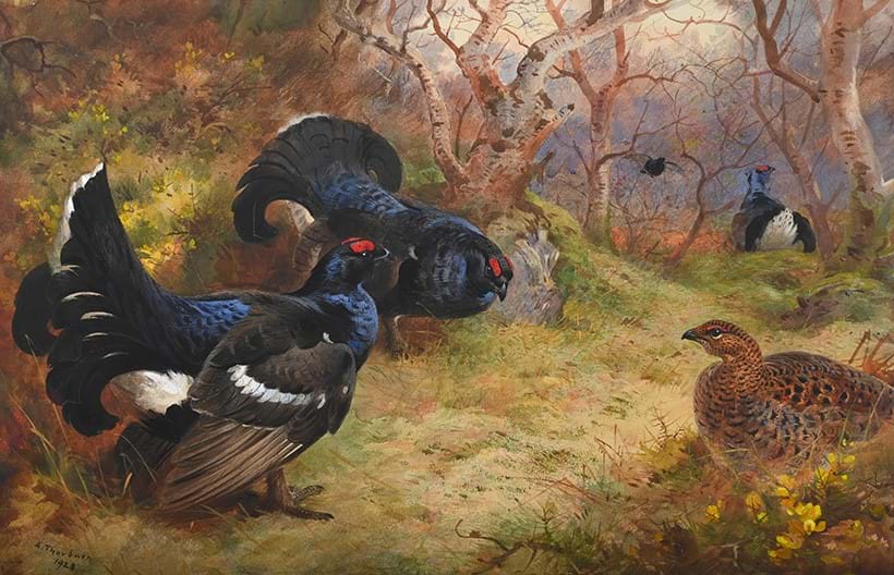 Inline Image - Lot 314: Archibald Thorburn (Scottish 1860-1935), Blackgame in Spring, watercolour heightened with white | Est. £25,000-35,000 (+ fees)