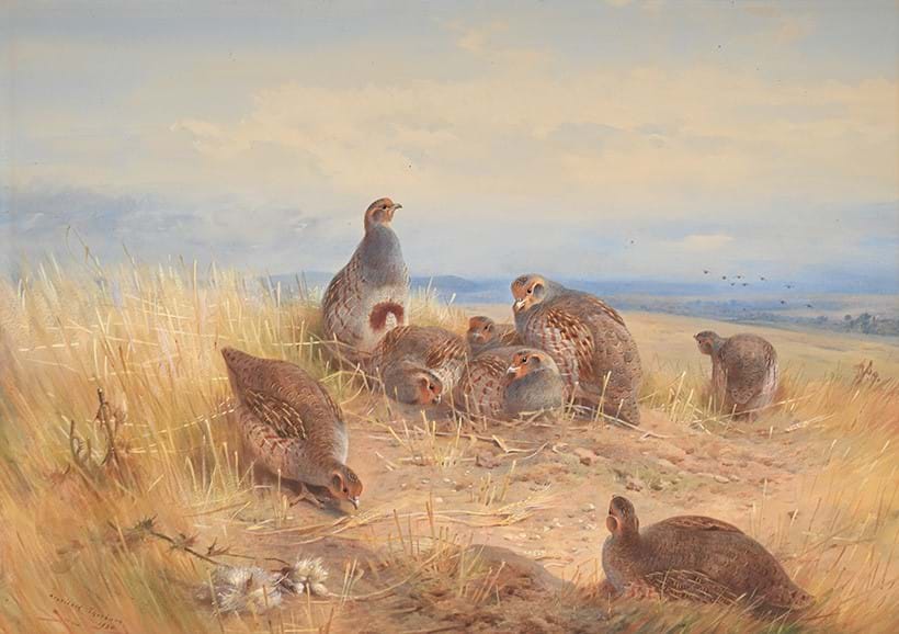Inline Image - Lot 313: Archibald Thorburn (Scottish 1860-1935), The Upland Stubbles, watercolour with white heightening, signed and dated '1920' (lower left) | Est. £50,000-80,000 (+ fees)