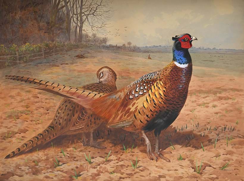 Inline Image - Lot 311: Archibald Thorburn (Scottish 1860-1935), Cock and Hen Pheasants, watercolour heightened with white, signed and dated '1898' (lower left) | Est. £20,000-30,000 (+ fees)