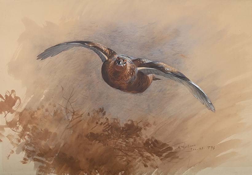 Inline Image - Lot 316: Archibald Thorburn (Scottish 1860-1935), A Grouse in Flight, watercolour heightened with white, signed and dated 'Dec 23 1896' (lower right) | Est. £4,000-6,000 (+ fees)