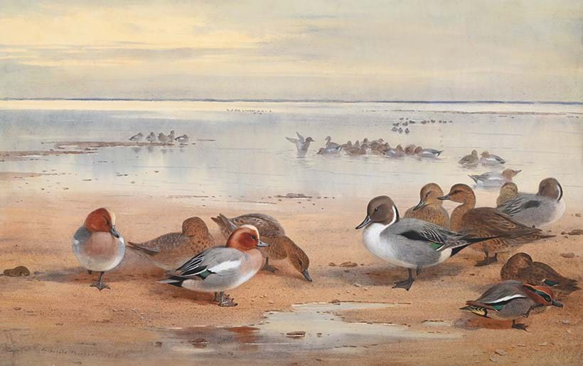 Inline Image - Lot 312: Archibald Thorburn (Scottish 1860-1935), Wildfowl on the Coast - Pintail, Teal, Widgeon, pencil and watercolour heightened with white, signed and dated '1905' (lower left) | Est. £25,000-35,000 (+ fees)