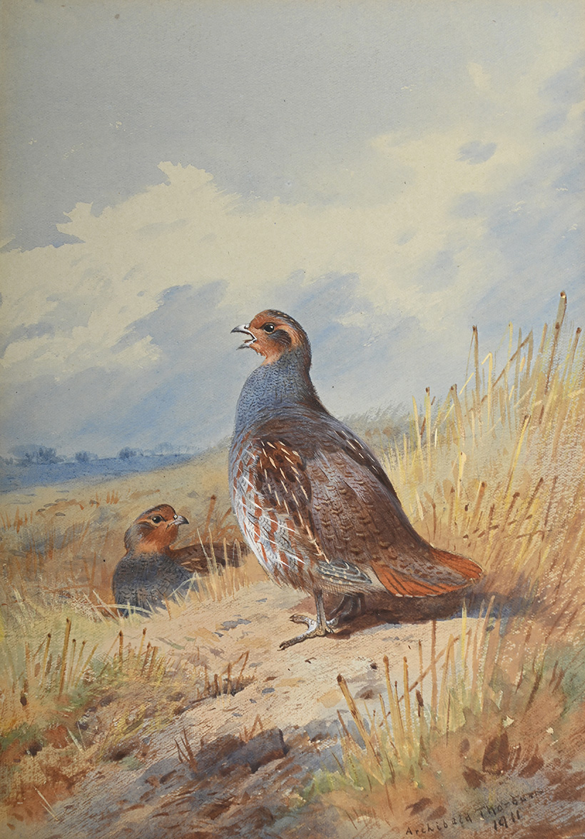 Inline Image - Lot 309: Archibald Thorburn (Scottish 1860-1935), On the Stubble, watercolour heightened with white, signed and dated '1911' (lower right) | Est. £3,000-5,000 (+ fees)