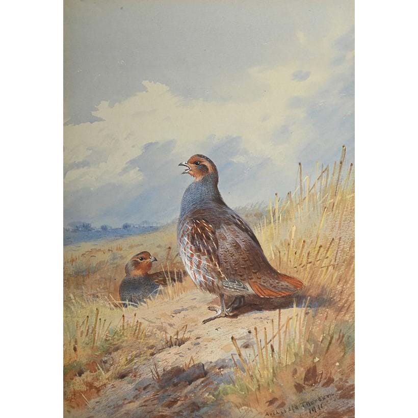 Inline Image - Lot 309: Archibald Thorburn (Scottish 1860-1935), On the Stubble, watercolour heightened with white, signed and dated '1911' (lower right) | Est. £3,000-5,000 (+ fees)