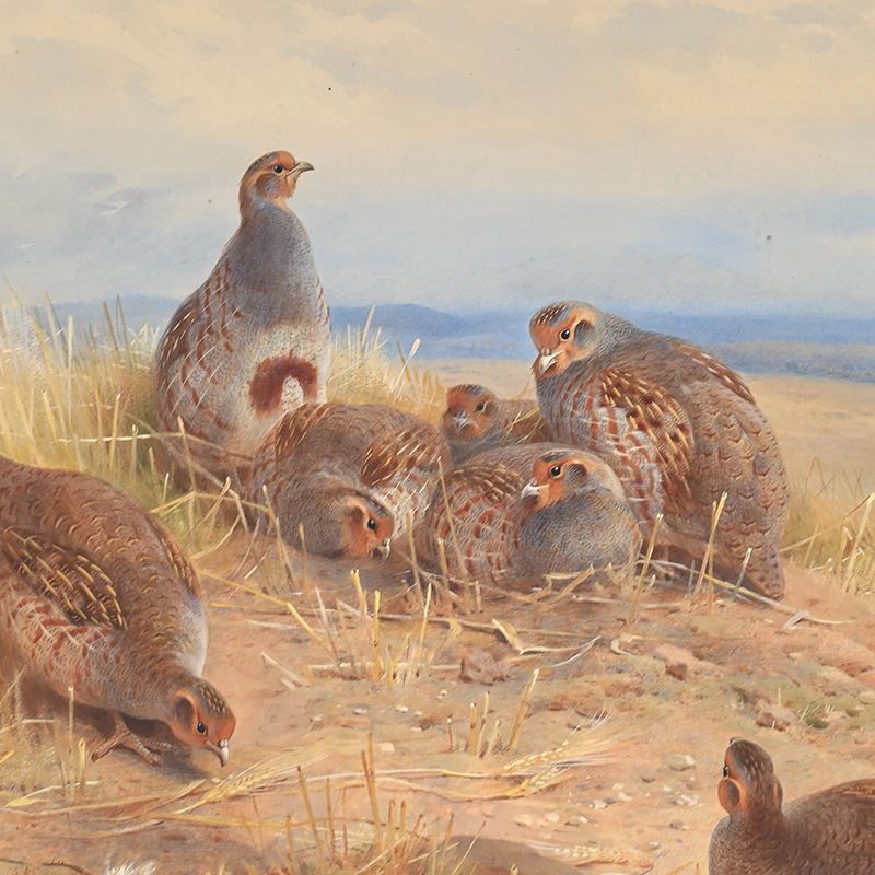 The Beauty of Avian Wildlife: The Art of Archibald Thorburn | Old Master, British and European Art | Wednesday 11 June 2025