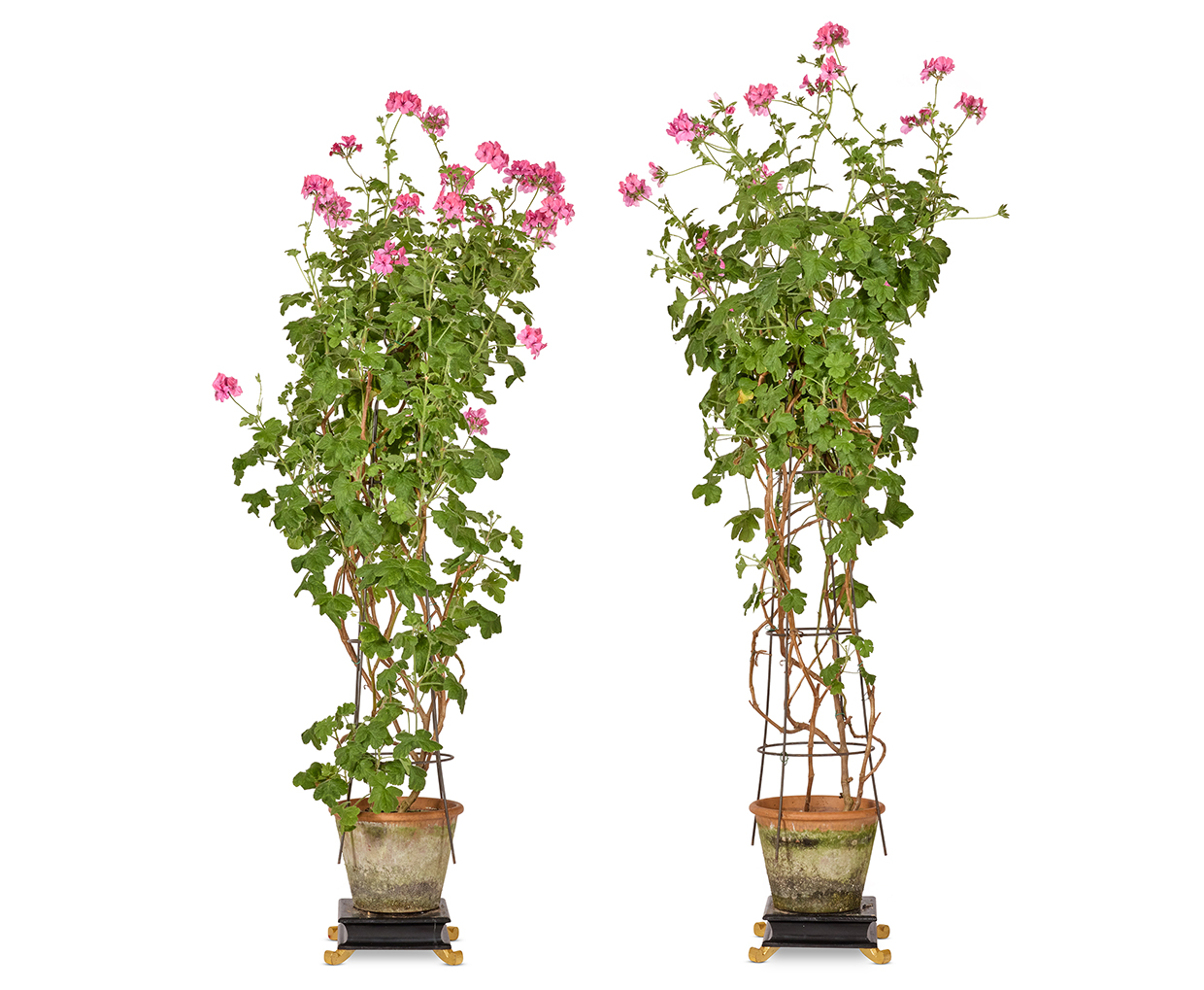 Lot 47 - A PAIR OF POTTED GERANIUMS IN TERRACOTTA POTS.jpg