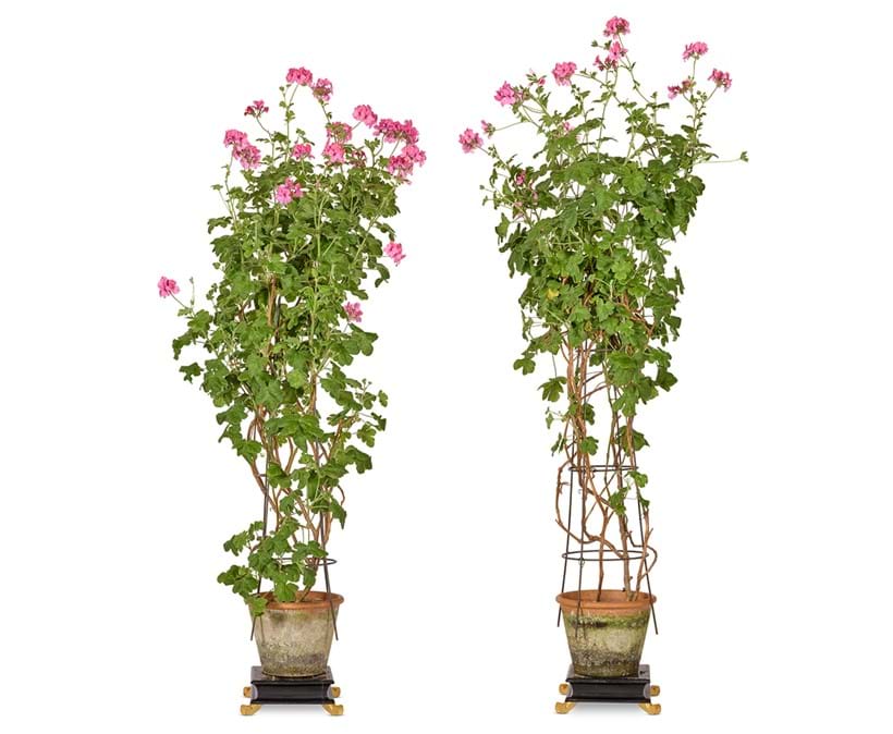 Inline Image - Lot 47: A pair of potted geraniums in terracotta pots | Sold for £3,048