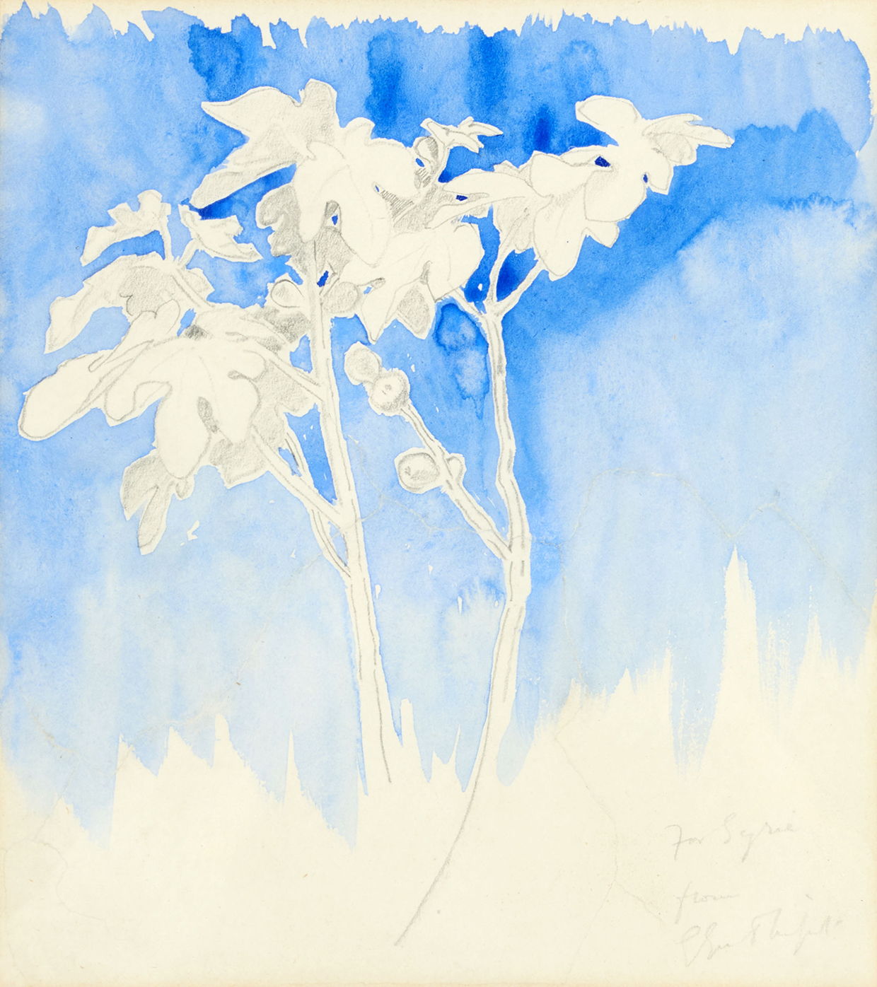 Inline Image - Lot 19: Glyn Philpot (British 1884-1937), 'Study of Plants', pencil and blue wash | Est. £300-500 (+ fees)