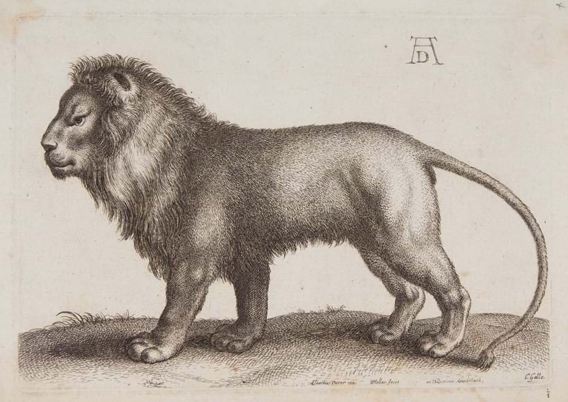 Inline Image - A lion standing, after Albrecht Dürer | etching, C. Galle, circa 1650 | est. £150-200, sold for £310