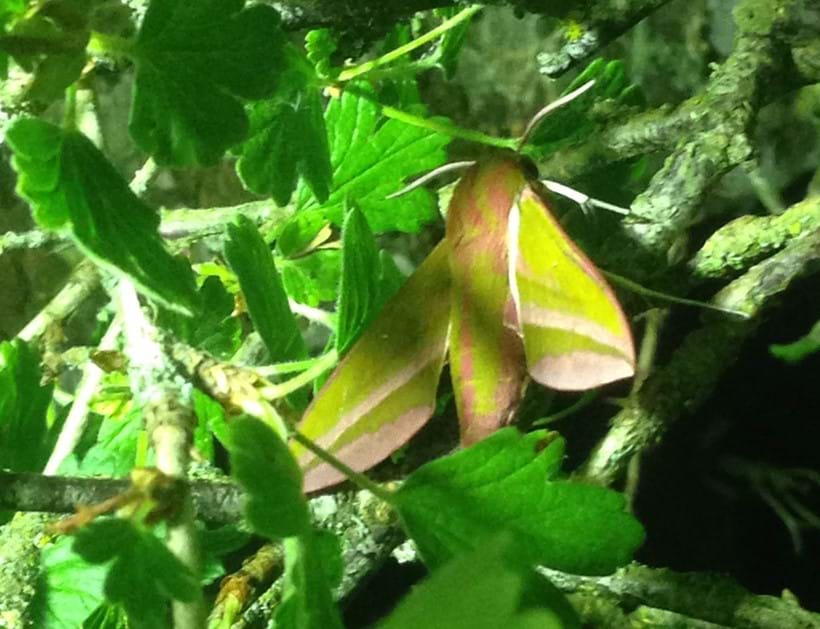 Inline Image - The elephant hawkmoth or Deilephila elpenor