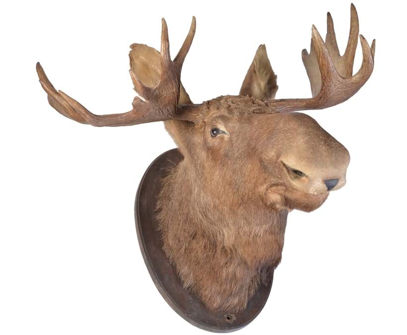 Inline Image - Lot 169: A preserved shoulder mount of a bull elk or moose, alces, alces, 20th century, 80cm protuberance | Est. £1,000-1,500 (+ fees)