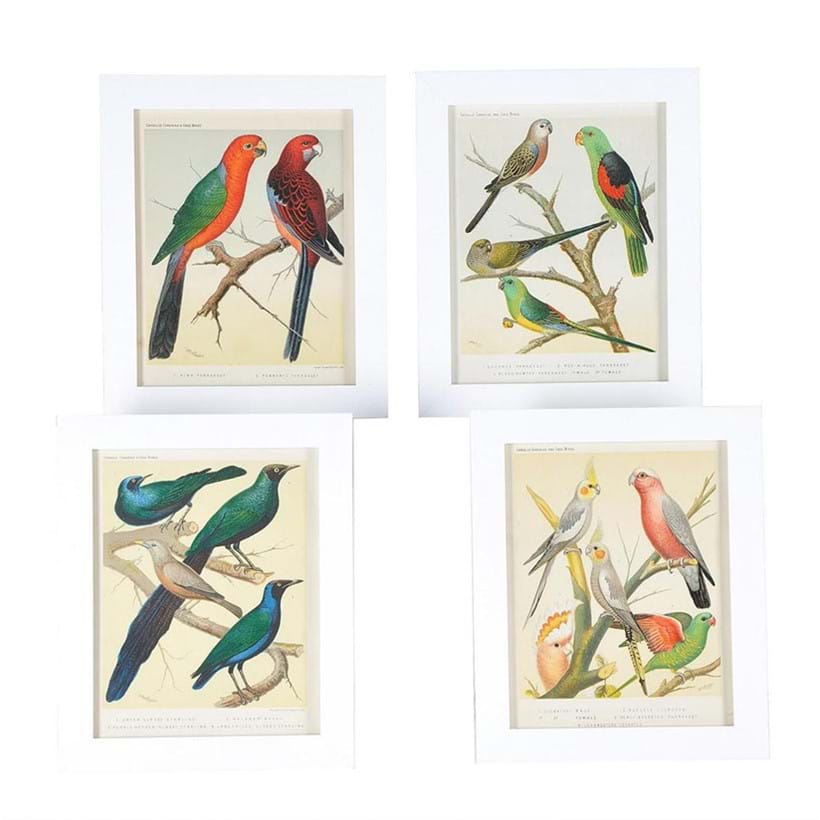 Inline Image - Lot 259: Twelve prints depicting species of parakeets, starlings and other wonderfully colourful birds