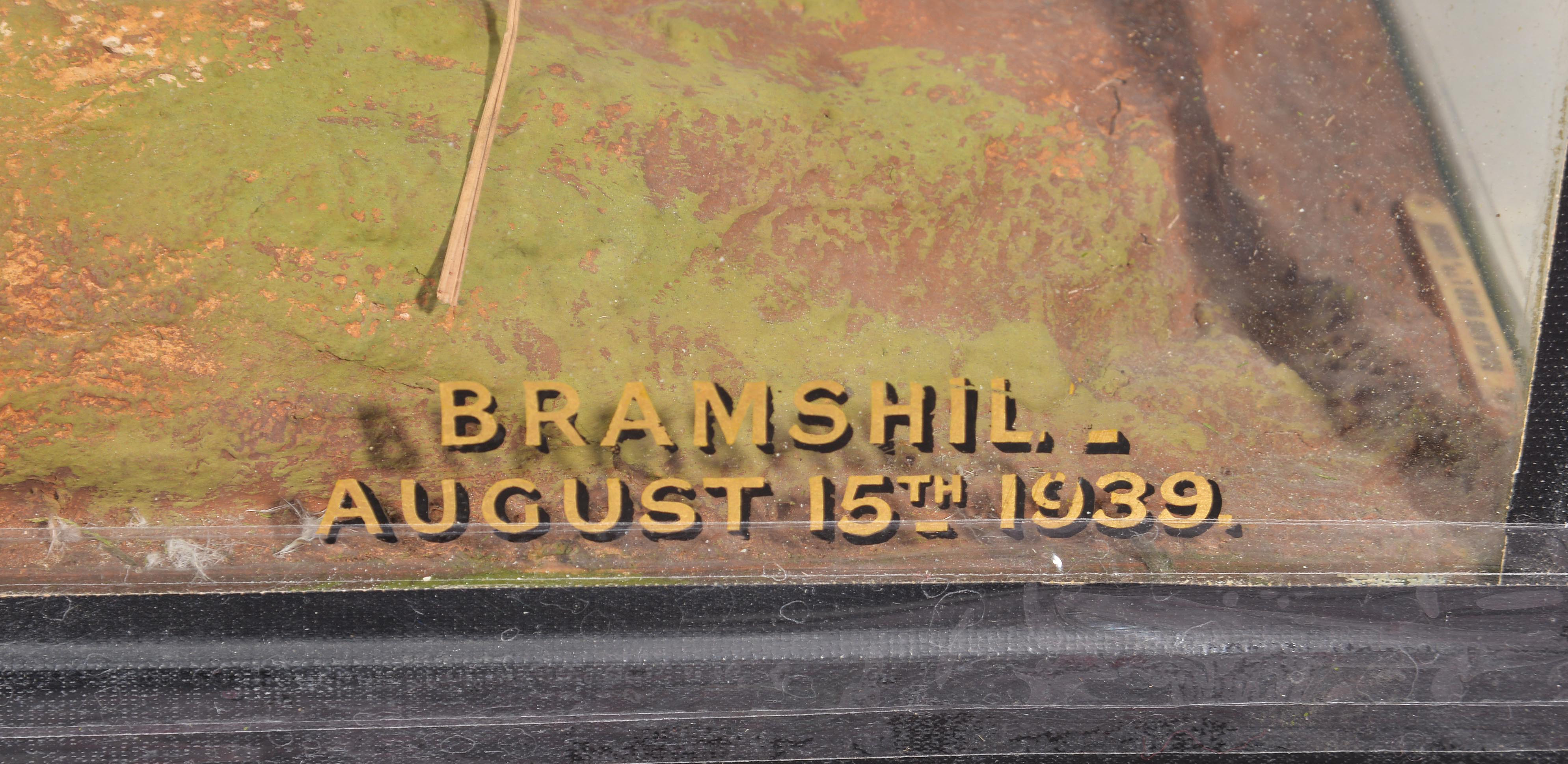 Grey Crowned Crane 2.jpg