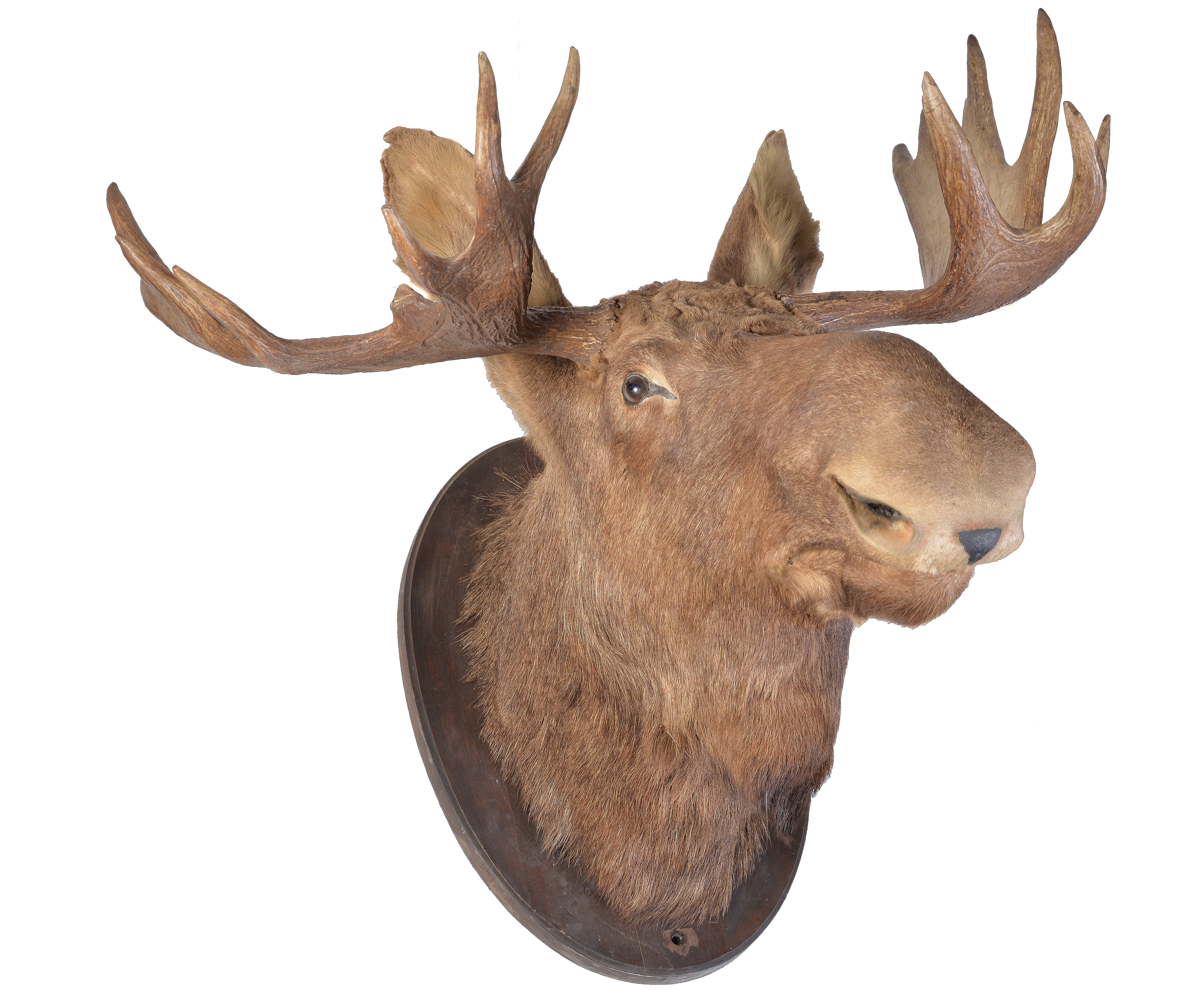 Moose.jpg