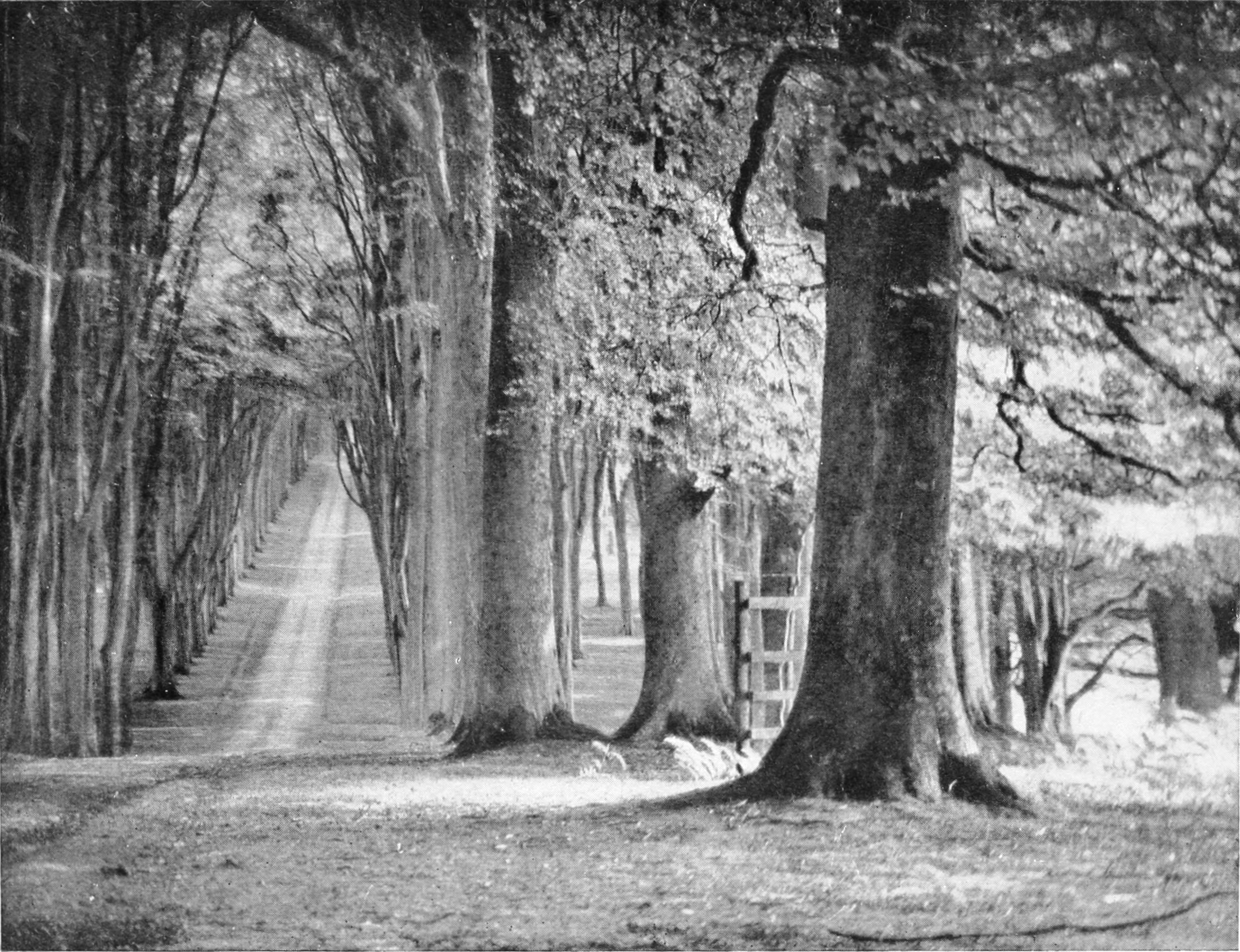 Savernake forest 2.png