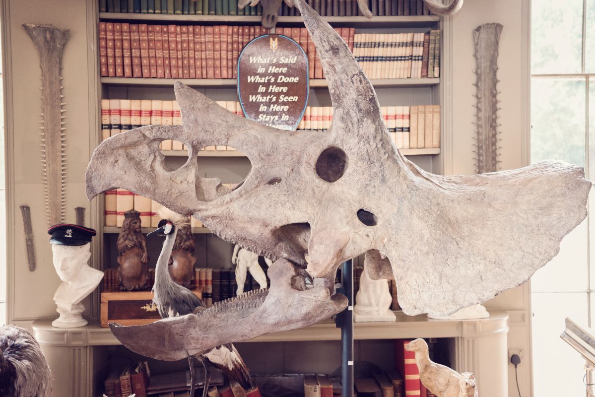Lot 186: The skull of a Triceratops, Hell Creek Formation, Montana