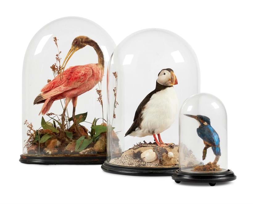 Inline Image - Lot 241: A GROUP OF THREE PRESERVED BIRDS UNDER GLASS DOMES, LATE 19TH AND 20TH CENTURY | Sold for £11,875