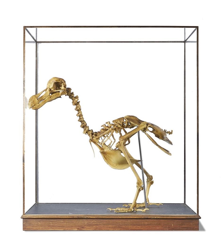 Inline Image - Lot 135: A RESIN CAST OF A DODO SKELETON BY A MODERN GRAND TOUR | Sold for £33,750