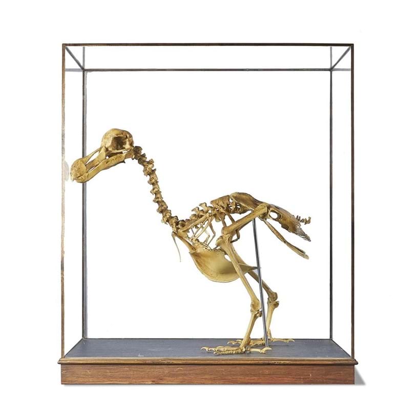 Inline Image - Lot 135: A RESIN CAST OF A DODO SKELETON BY A MODERN GRAND TOUR | Sold for £33,750