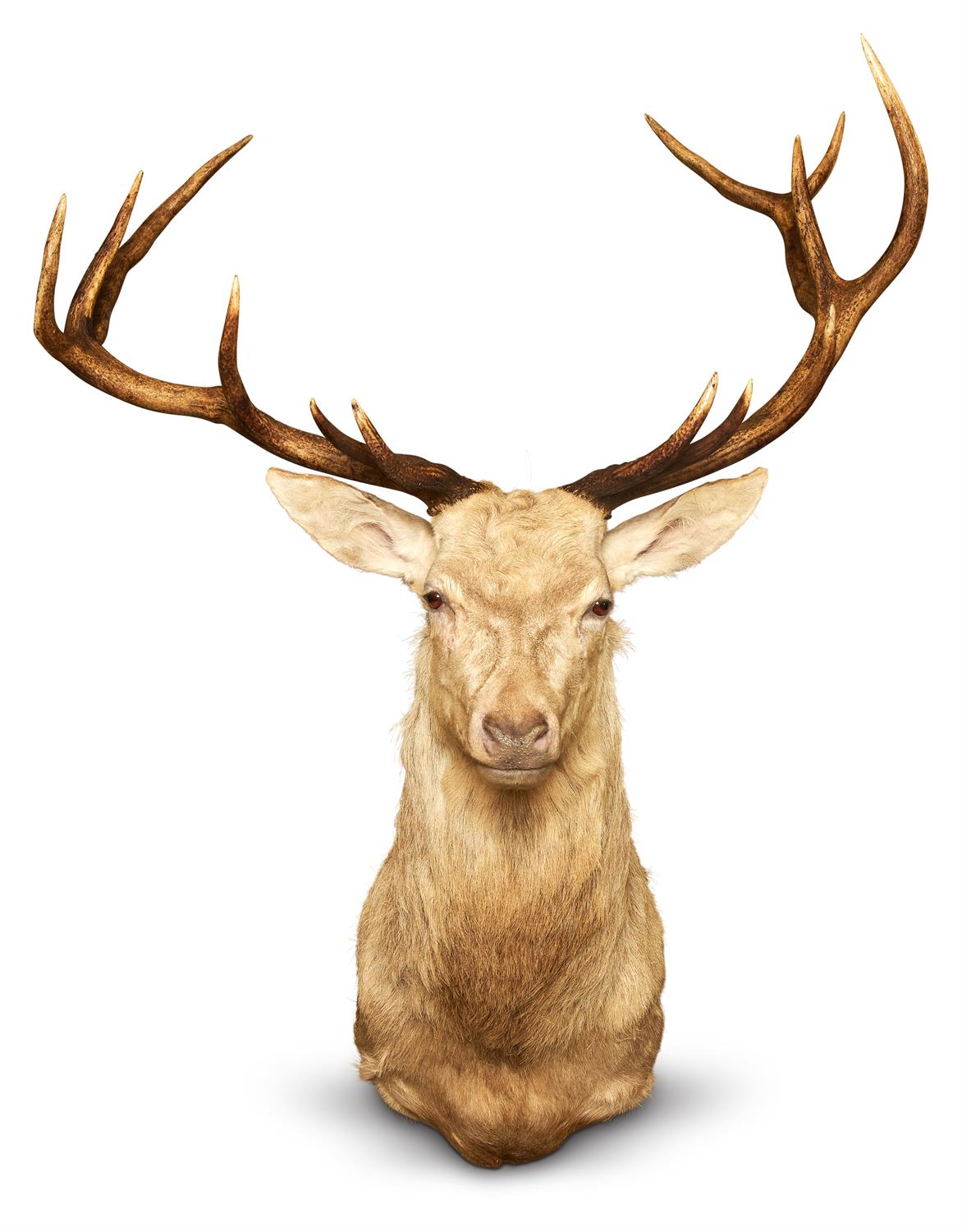 Inline Image - Lot 380: A ROYAL WHITE STAG SHOULDER MOUNT, EARLY 21ST CENTURY | Est. £1,000-1,500 (+fees) | £11,250