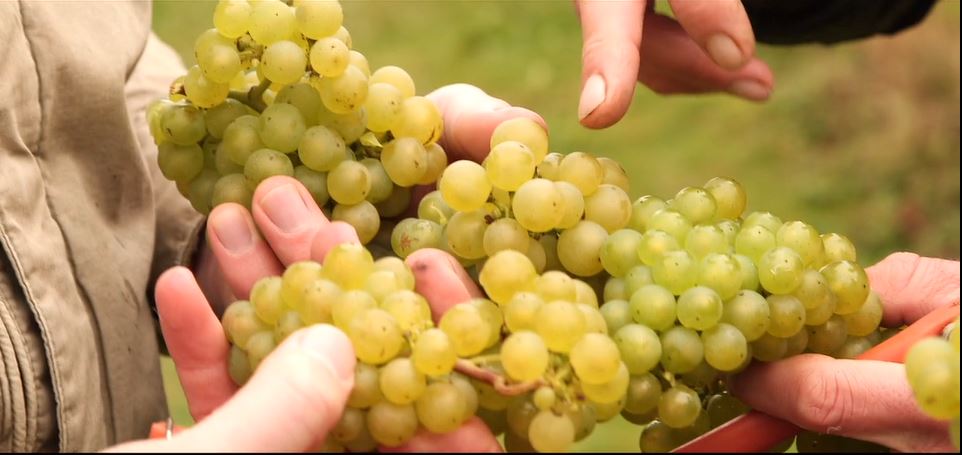 Watch the video | Susie Barrie & Peter Richards: The Big English Wine Adventure