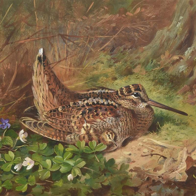 Archibald Thorburn (1860-1935) | Old Masters, British and European Art Auction | 26 May 2022