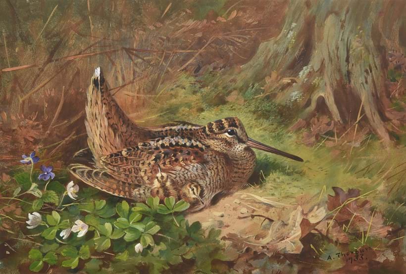 Inline Image - Lot 212: Archibald Thorburn (British 1860-1935), 'Woodcock and chicks', Watercolour | Est. £15,000-20,000 (+ fees)