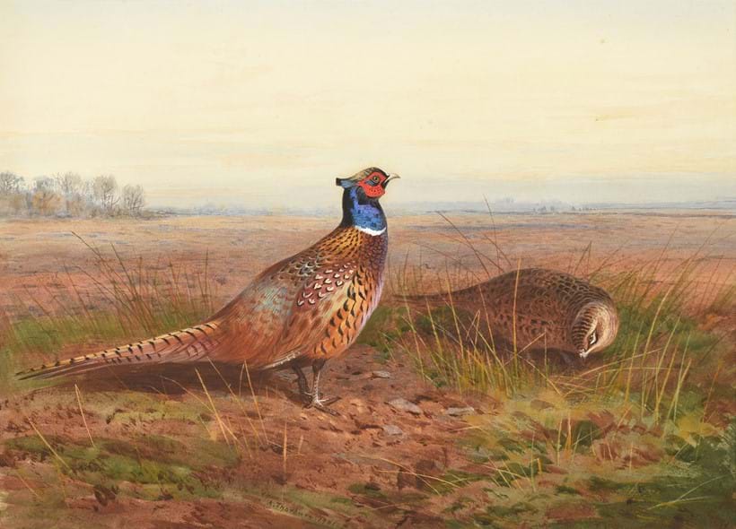 Inline Image - Lot 218: Archibald Thorburn (British 1860-1935), 'Cock and hen pheasant in an open landscape', Watercolour | Est. £15,000-20,000 (+ fees)