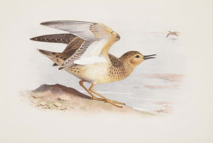 Inline Image - Lot 213: Archibald Thorburn (British 1860-1935). 'Buff Breasted Sandpiper', Watercolour | Est. £3,000-5,000 (+ fees)