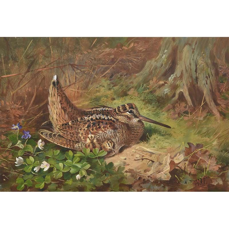 Archibald Thorburn (British 1860-1935), 'Woodcock and chicks', Watercolour 