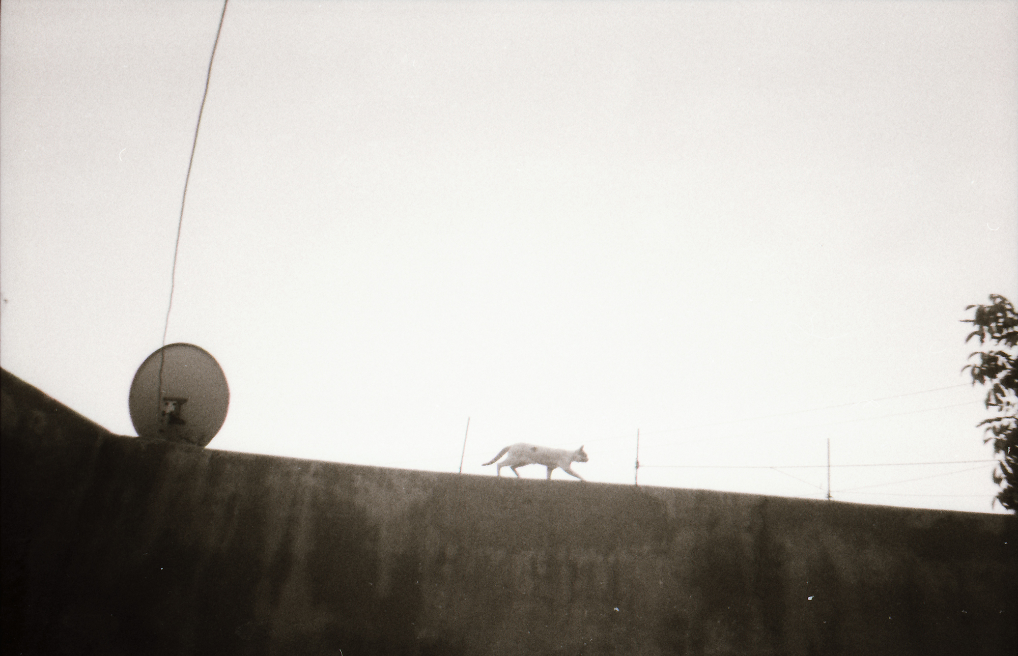 beyan 13 years old from alhaske syria.jpg