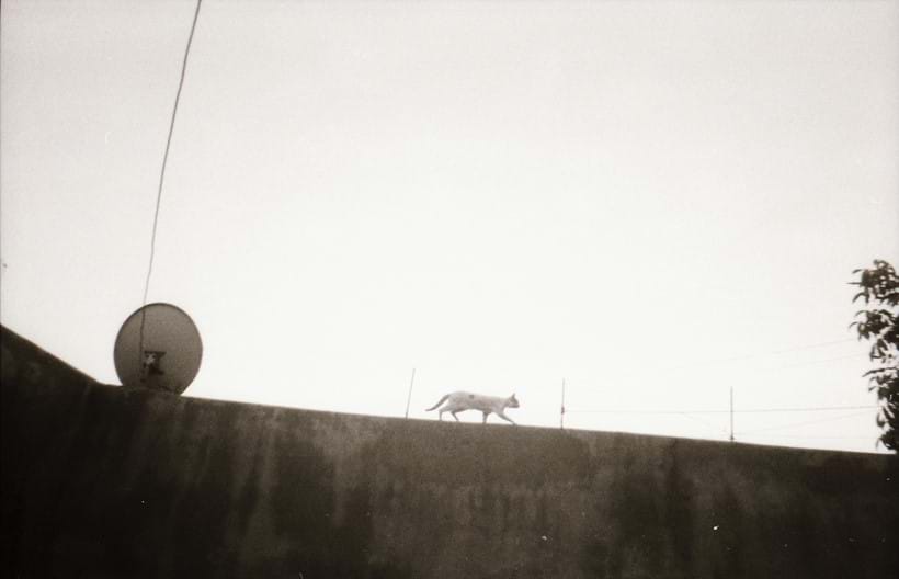 Inline Image - Photo by Beyan (13 years old) from Alhaske, Syria