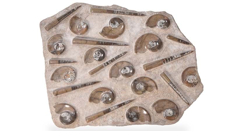 Inline Image - Lot 254: A large polished and chiselled fossil group | Est. £500-800 (+ fees)