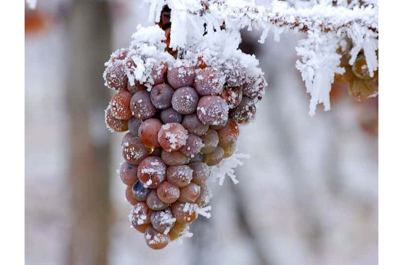 what-is-ice-wine-winetraveler 820px.jpg