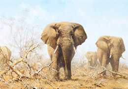 The Art of David Shepherd: Railways, Wildlife and Conservation | The Collection of Sir William & Lady McAlpine | 12 August 2026 Image
