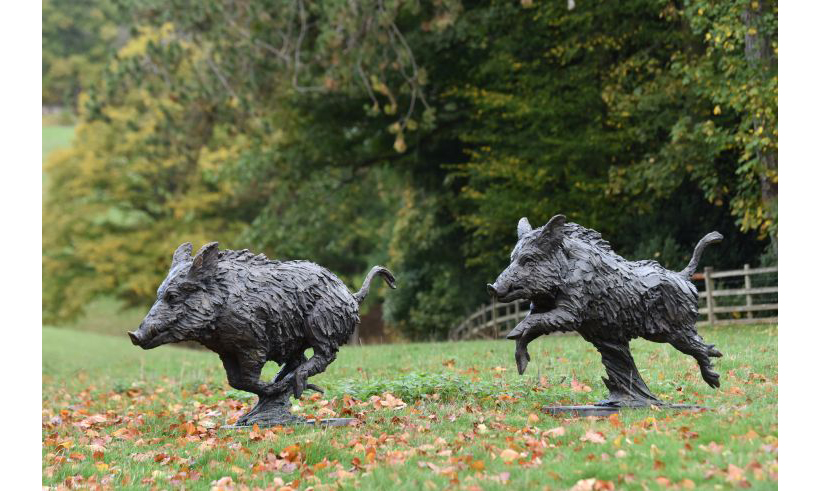 Wild Boar By Hamish Mackie